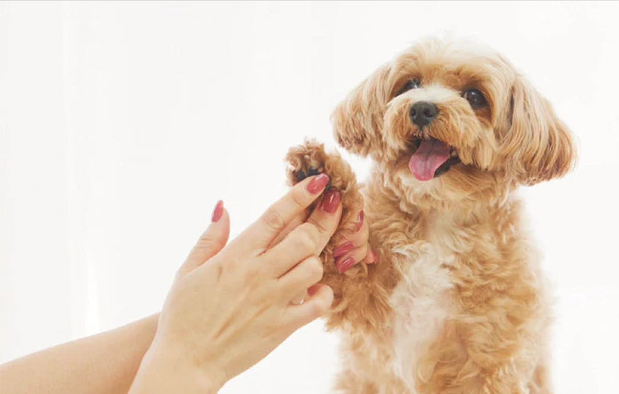 肉球の保湿って必要なの!?