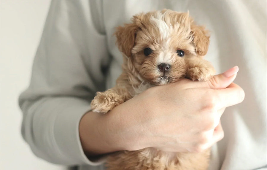 愛犬・ロージーとの出会いと、温かい関係
