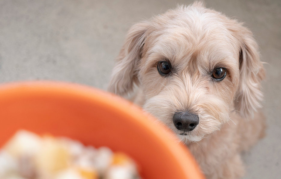小型犬の食事